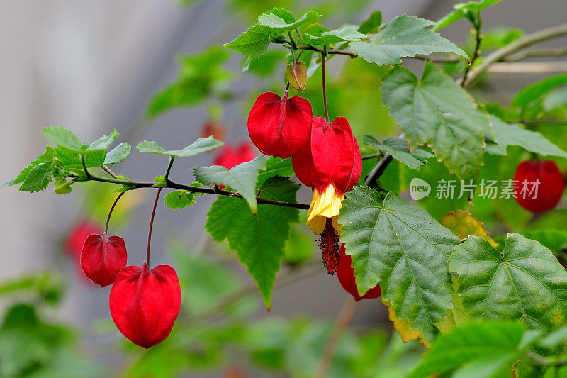 蒂罗尔灯/abutilon megapotamicum 花